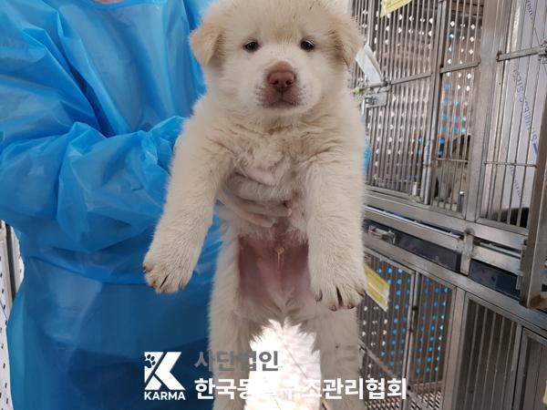 한국동물구조관리협회_441560202500306